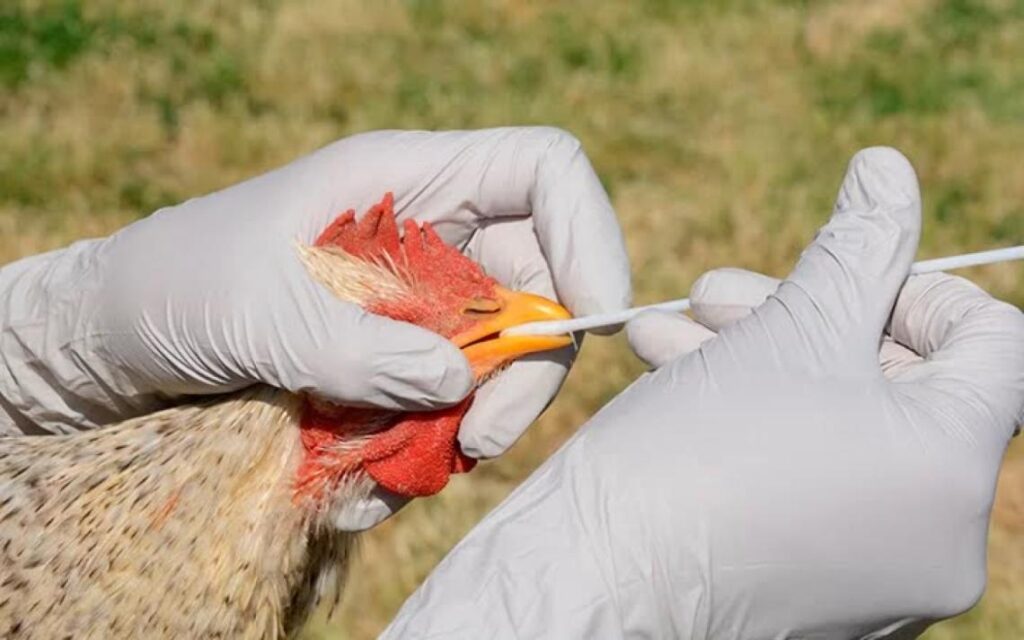 La Provincia: detectan nuevos casos y ya son siete los municipios bonaerenses alcanzados por la gripe aviar