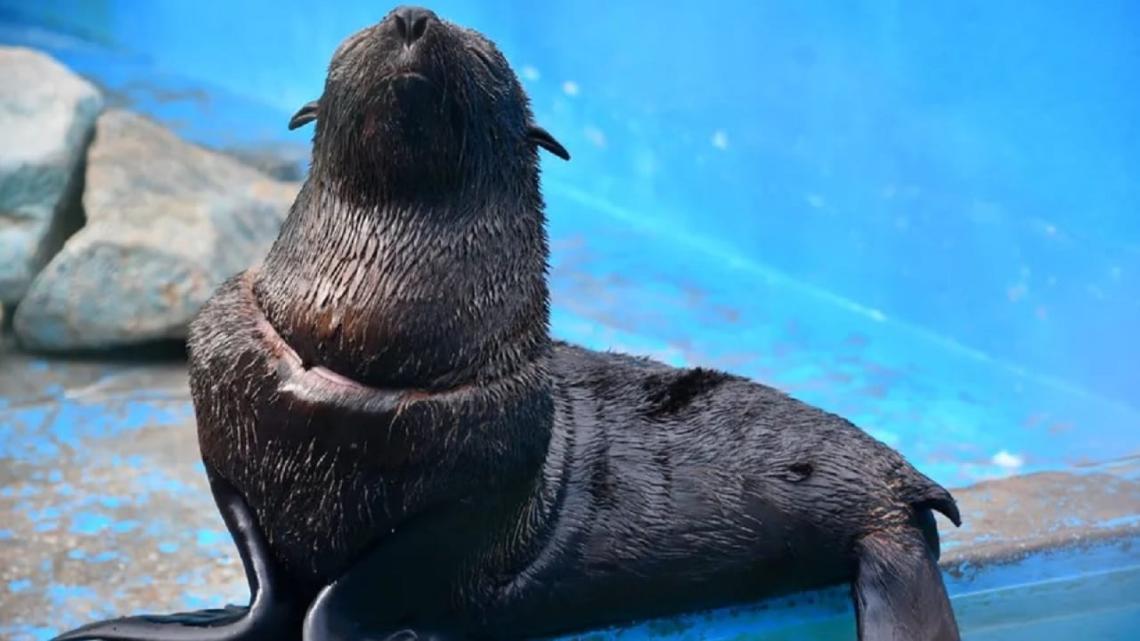 san clemente: así fue la rehabilitación y vuelta al mar de un lobo marino encontrado gravemente herido