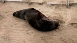 Confirman que los lobos marinos muertos en Necochea habían contraído gripe aviar