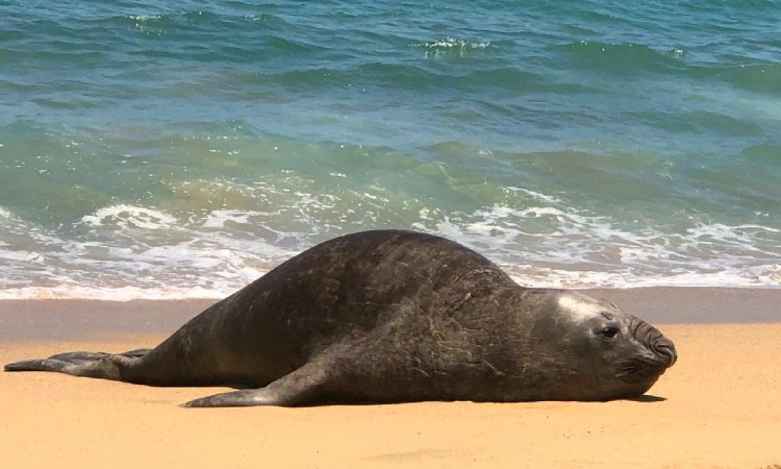 Costa Atlántica: qué precauciones tomar ante la aparición en las playas de lobos marinos enfermos o muertos por gripe aviar