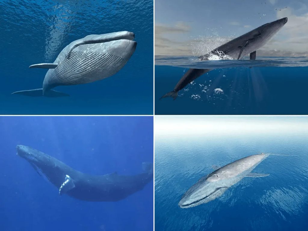¿cuál es el animal vivo más grande del planeta?