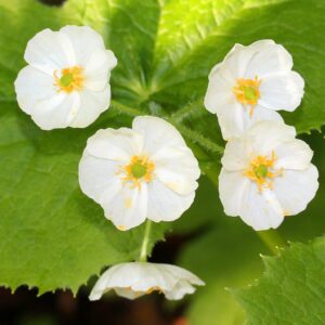 Descubrí la flor de Cristal, la única transparente del mundo