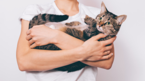 Gatos y perros con lesiones cutáneas podrán participar de un ensayo clínico de la UNLP