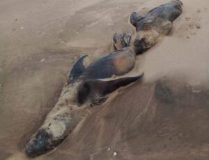 Gripe aviar en las costas: hallan siete lobos marinos muertos en Villarino y 25 en Mar del Plata