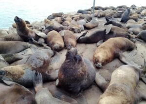 Gripe aviar: ya murieron más de cien lobos marinos en las costas bonaerenses