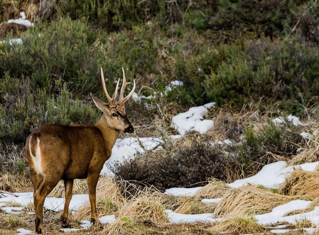 huemul patagónico, un mamífero único de latinoamérica