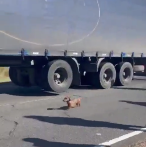 Indignante: abandonaron a un perro en la Ruta 11