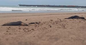 Influenza aviar: confirman los casos de lobos marinos muertos en Necochea y analizan muestras de otros que aparecieron en Mar del Plata