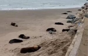 La Región: ya murieron más de cien lobos marinos en las costas bonaerenses