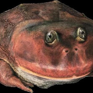 “Lepidobatrachus dibumartinez”: el extraño resto fósil que rinde homenaje al arquero argentino 