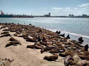 Mar del Plata: cierran la Escollera Sur tras detectar gripe aviar en lobos marinos
