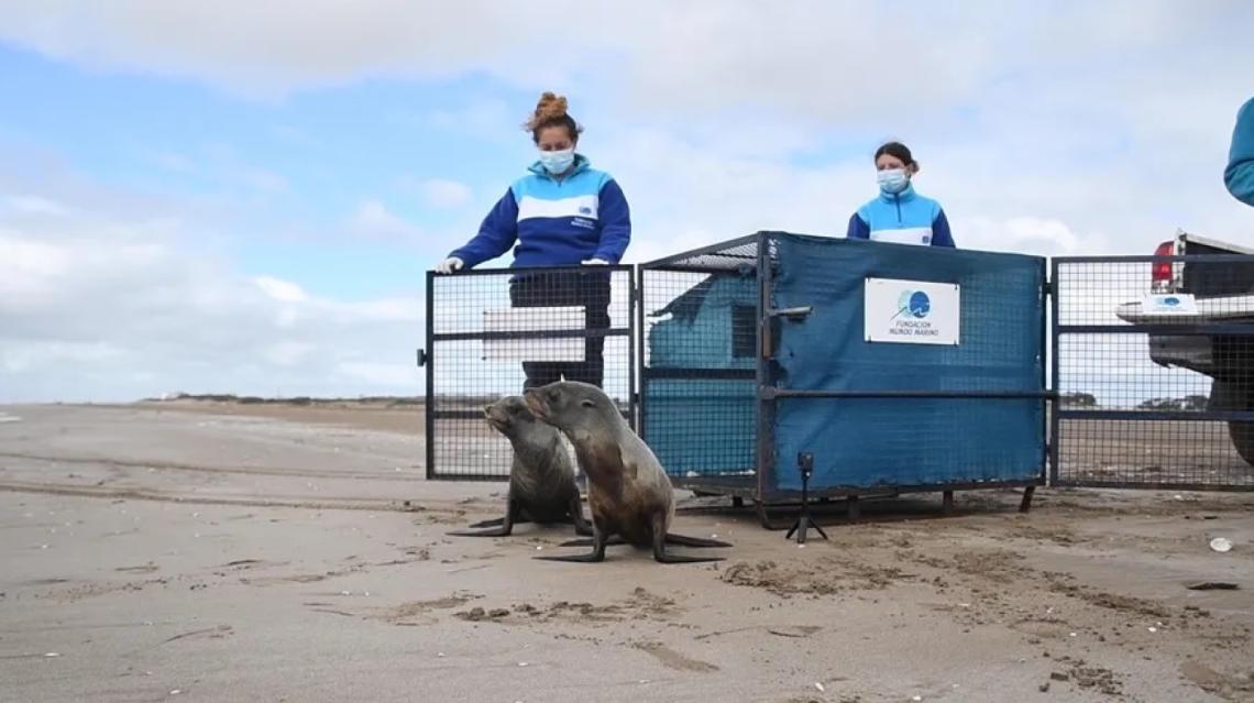 San Clemente: dos lobos marinos que había sido rescatados en el Río de La Plata regresaron al mar