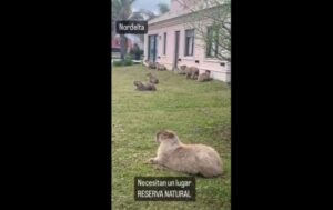 Una vecina de Nordelta se quejó de una familia de carpinchos que se instaló en su jardín: video viral y críticas