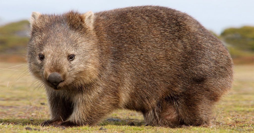 wombat: cómo es el curioso marsupial que puede correr hasta a 40 kilómetros por hora
