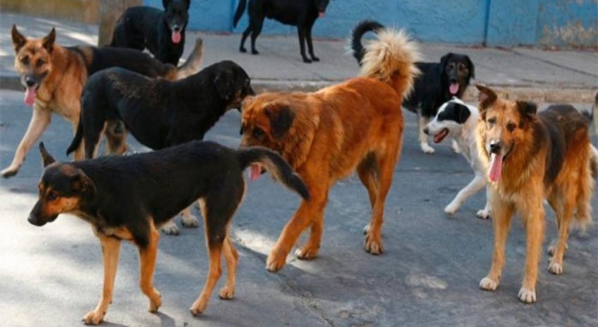 Zoonosis y Provida iniciarán una campaña masiva de castración