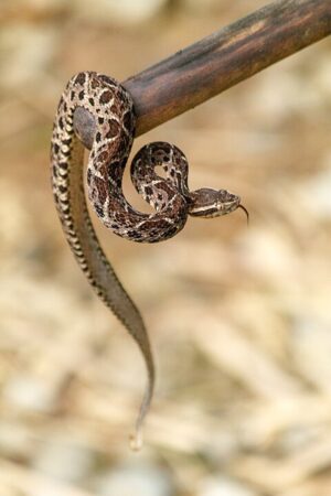 ¿Cuál es la serpiente venenosa más grande de Argentina 