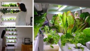 Huerta hidropónica en casa: alimentos saludables al alcance de tu mano