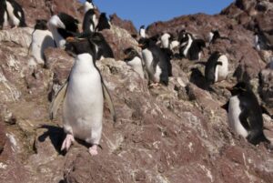 Los pingüinos de Magallanes empiezan a hacer de las suyas