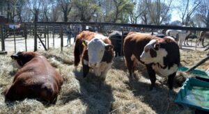 Madariaga ya vive la 68º edición de la Expo Rural