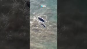 Mar del Plata: show de ballenas a metros de la costa