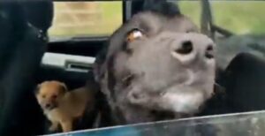 Mar del Plata: tres perros que sufrían maltrato por parte de sus tutores fueron rescatados por Zoonosis