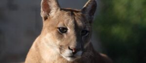 Puma, el gigante que volvió a expandirse por la provincia
