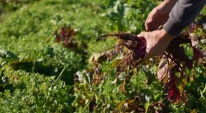 Continúa la entrega de semillas, una oportunidad para los vecinos interesados en tener una huerta propia