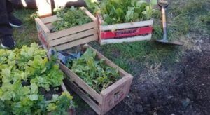 El Mercado de la Estación suma este sábado plantines para huertas y frutales