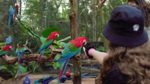 El mundo fascinante de las aves en Brasil