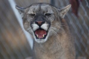 Filman a un puma caminando por las calles de Chivilcoy