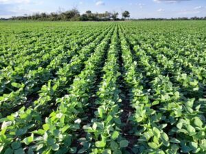 La cosecha de soja podría alcanzar los 50 millones de toneladas en la campaña 23/24