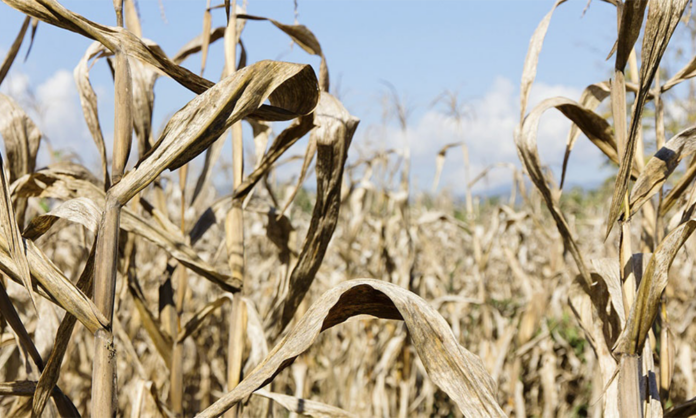 La sequía no termina de disiparse y afecta ya los rindes de trigo