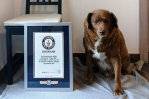 Murió Bobi, el perro más longevo del mundo