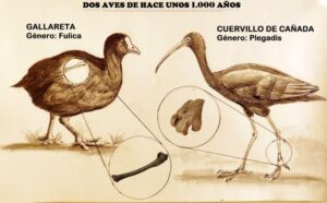 San Pedro: hallan fósiles de una gallareta y un cuervillo de cañada de gran importancia para la ciencia local