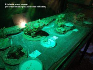 San Pedro: hallan siete ejemplares de fósiles de anfibios en dos zonas que fueron pantanos