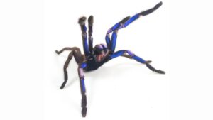Tailandia: descubrieron una nueva tarántula que impacta con su color “azul eléctrico”