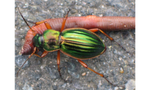 ¿A qué grupo de animales pertenecen los insectos?