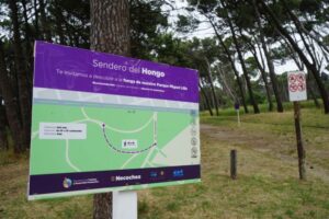 Ahora podés disfrutar del “Sendero del Hongo” en el parque Miguel Lillo de Necochea