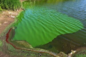 Alertas por cianobacterias en distintas lagunas del interior de la provincia
