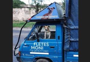 Bahía Blanca: un fletero no deja "por nada" a Quinoto, su perro, y hasta rechaza mudanzas si no lo dejan entrar