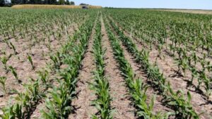 CRA advierte sobre la falta de insumos en plena siembra de soja y maíz