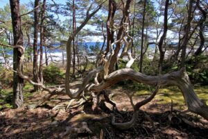 El Bosque de los Trolls existe y está en Suecia