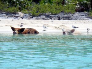 Isla de los Cerdos: ¿Por qué hay chanchos en el mar de las Bahamas?