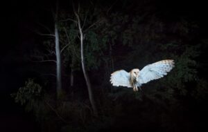 Las impactantes imágenes bonaerenses premiadas en un concurso de fotografía de áreas protegidas