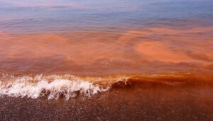 Marea roja: piden prestar atención a las manchas en el océano para evitar intoxicaciones