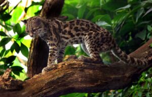 Margay: el pequeño gato salvaje que se oculta en los bosques de Latinoamérica 
