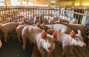 Nueva cepa de gripe porcina detectada en paciente humano levanta alarmas en Reino Unido