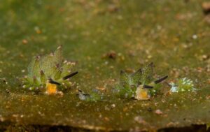 Oveja de las hojas: la diminuta y extraña babosa marina que se esconde en Asia y Oceanía