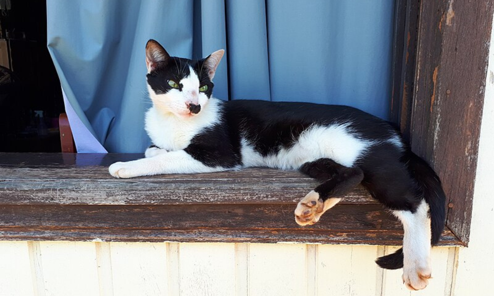 ¿Por qué tener gatos como mascotas?