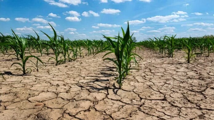 Productores afectados por la sequía podrán acceder a los beneficios del Gobierno nacional